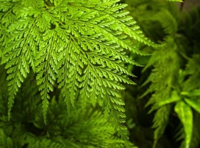 A lovely and healthy Rabbit's foot fern appearing to have a vibrant green color under warm sunlight with a black background