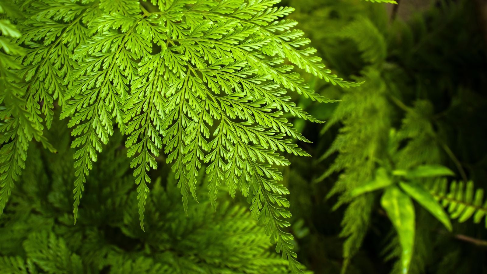 A lovely and healthy Rabbit's foot fern appearing to have a vibrant green color under warm sunlight with a black background