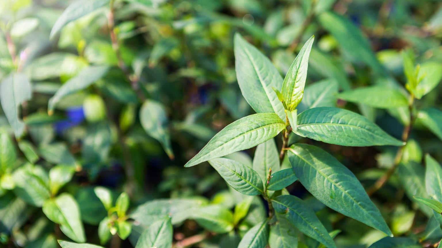 Vietnamese Coriander Plants