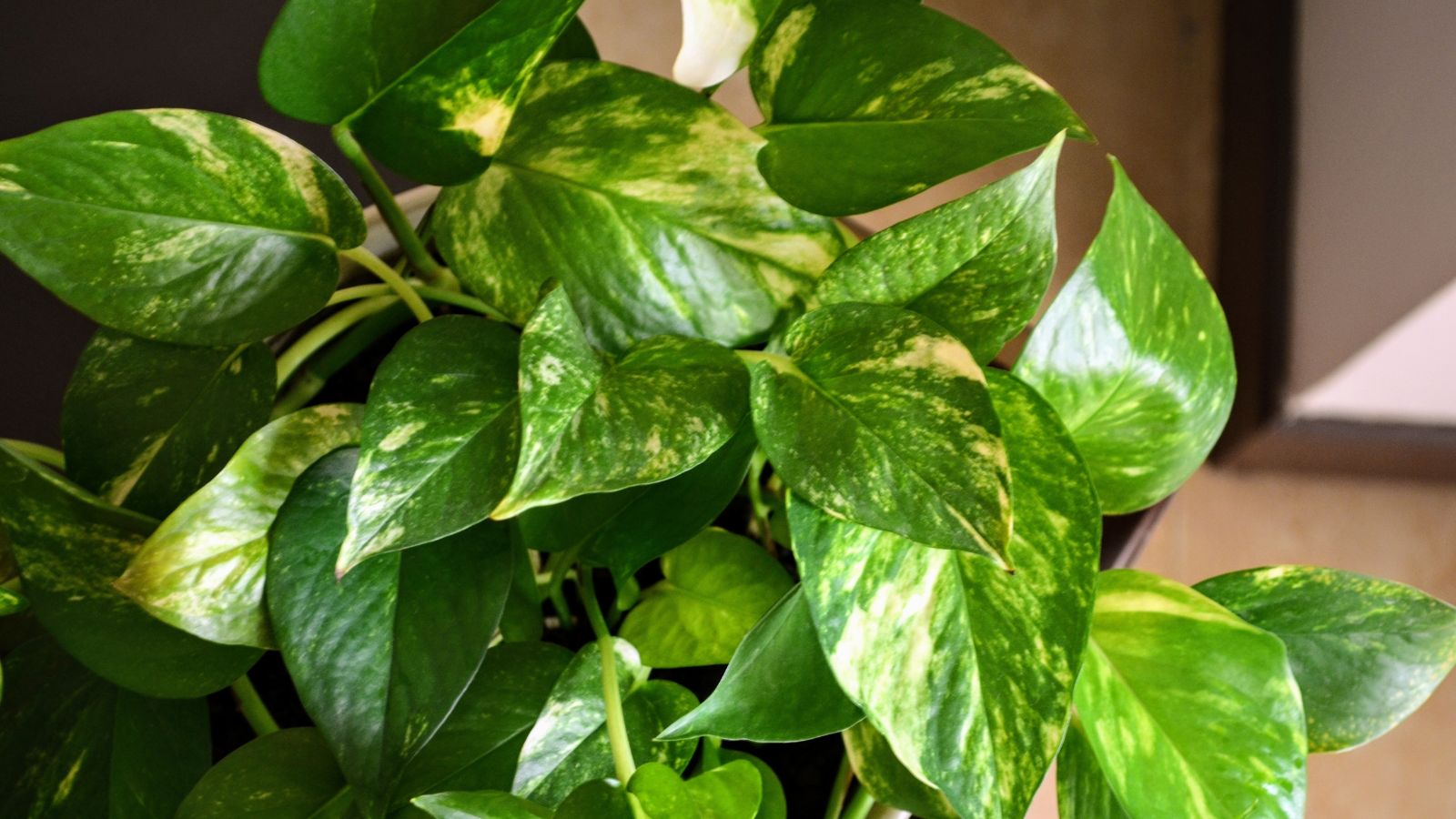 A close-up shot of leaves and vines of a houseplant on a pot, showcasing how to make pothos fuller