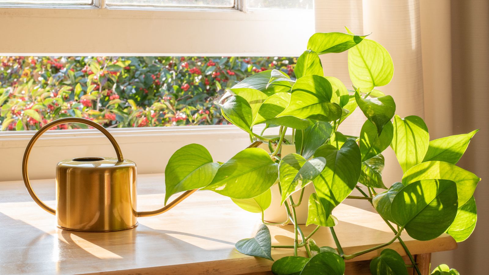 A shot of a developing houseplant in a pot, beside a watering can and is placed near a window, basking in bright sunlight indoors
