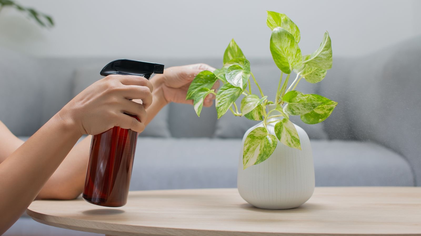 A shot of a person using a spray bottle and is in the process of spraying a potted houseplant with liquid fertilizer