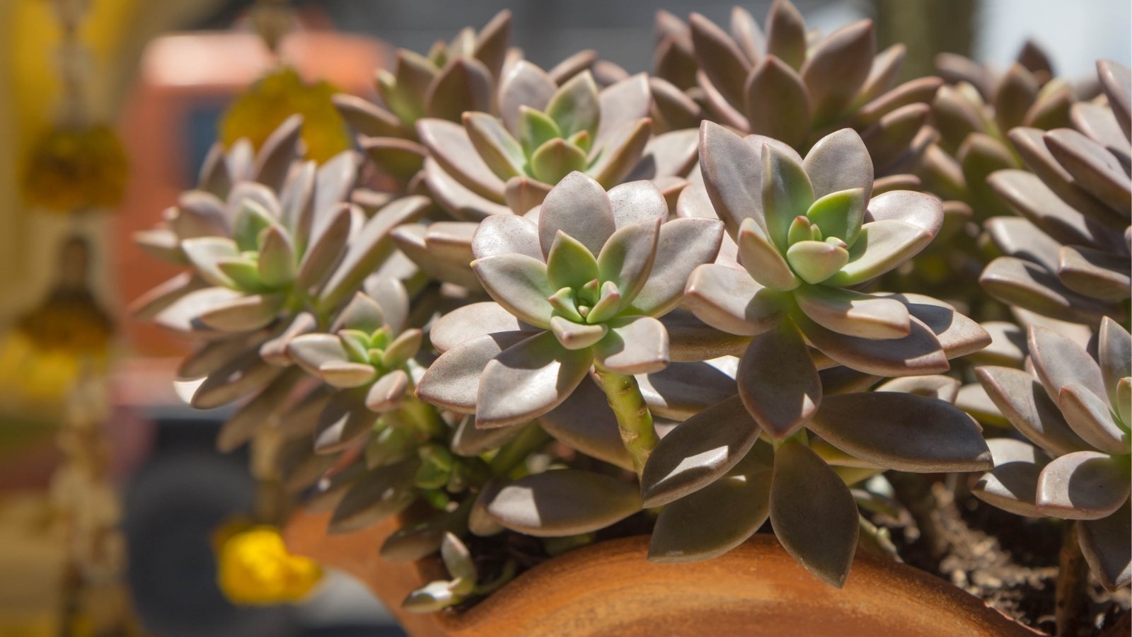 Caring for Graptosedum