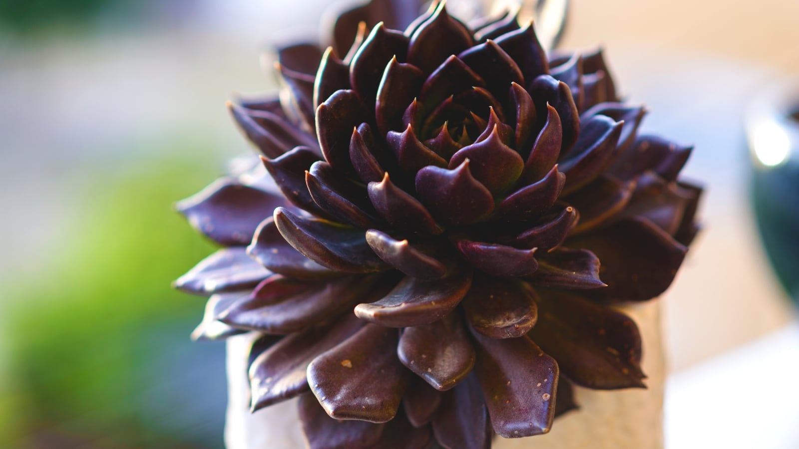 How to Plant, Grow, and Care for Echeveria Black Prince