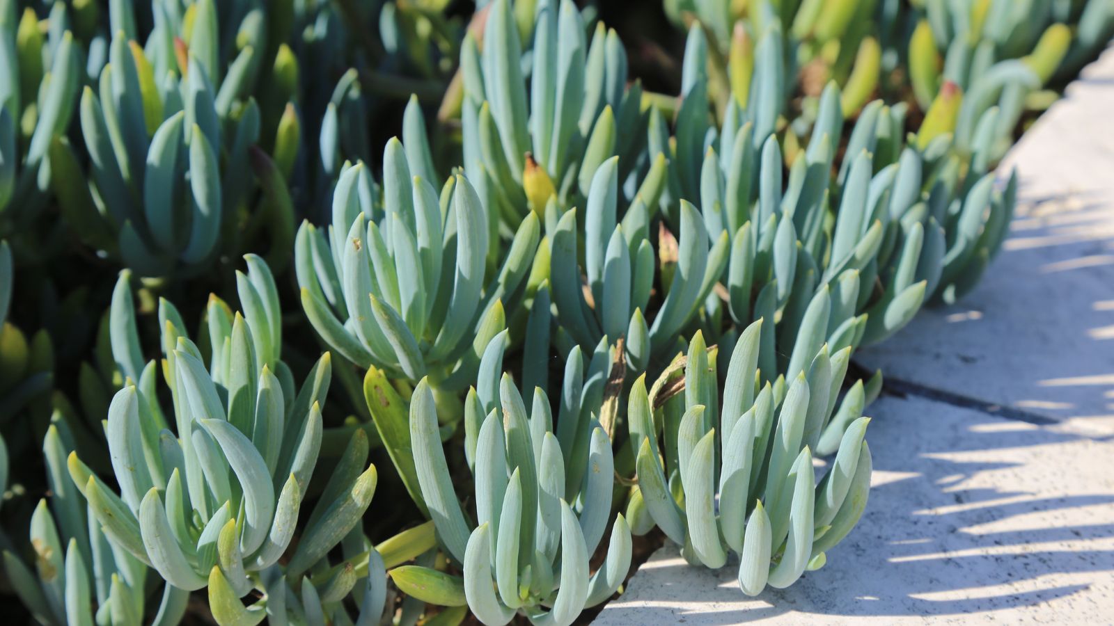 Multiple Curio repens plants growing on the side of a pathway, colored green with a blue hue appearing cool on a hot sunny day
