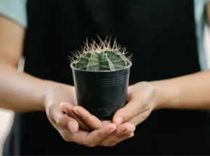 A close-up shot of a person in the process of holding a small pot of a developing succulent plant, showcasing how to propagate cactus