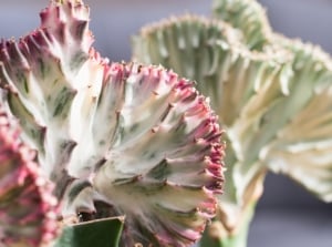 Caring for Euphorbia Lactea