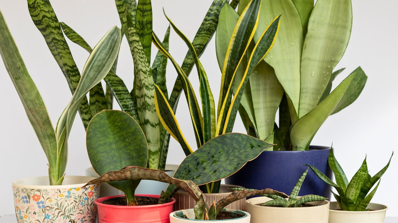Sword Sansevieria