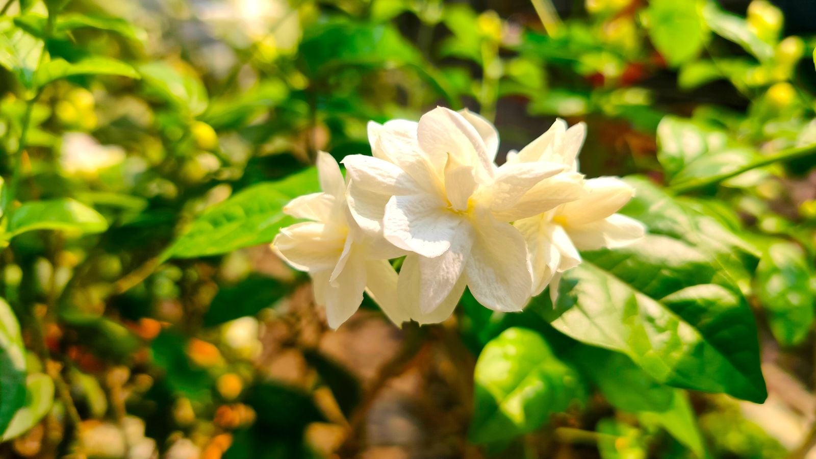 A Jasminum sambac flower under warm sunlight, appearing to have delicate and soft petals surrounded by green foliage