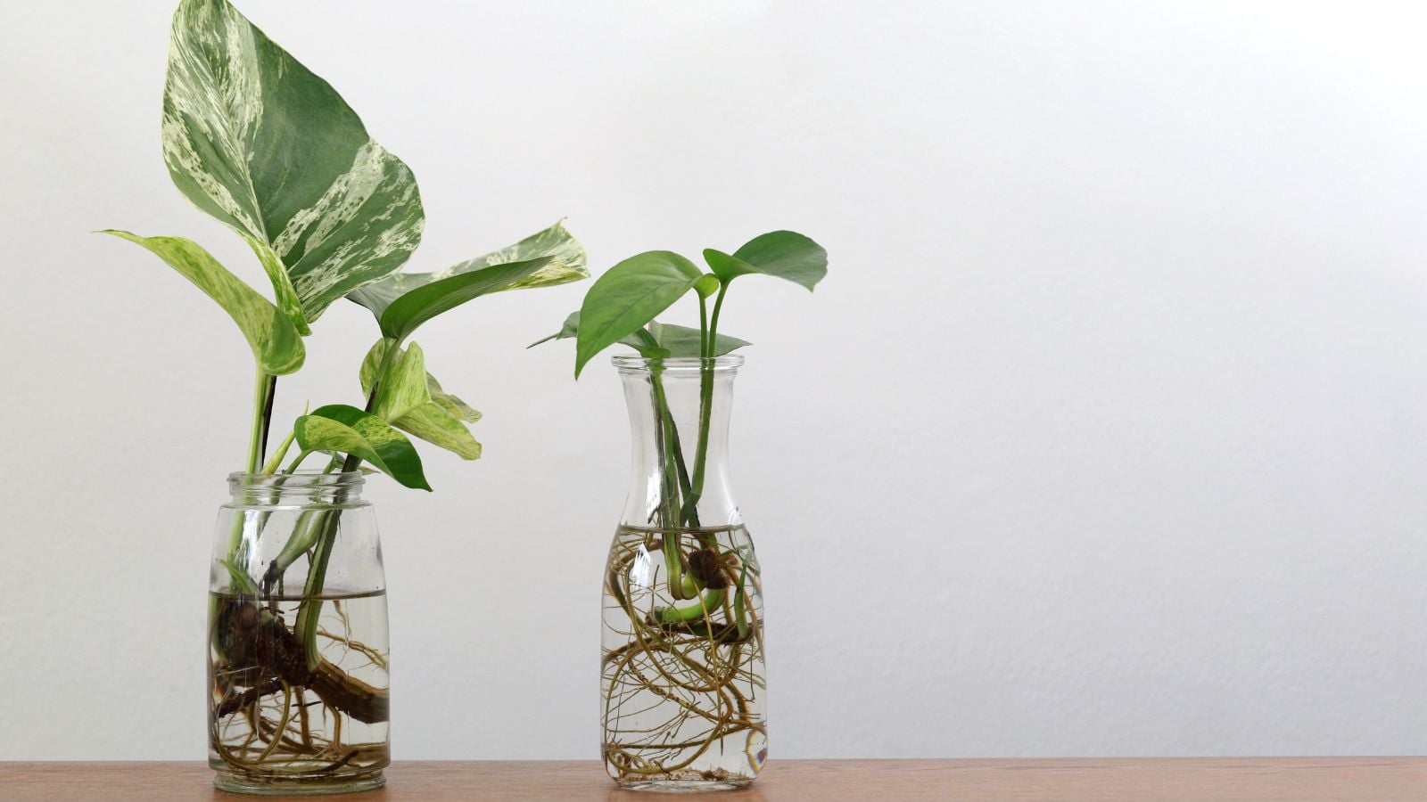 A close-up shot of a composition of developing houseplants on containers, all placed on top of a wooden surface indoors