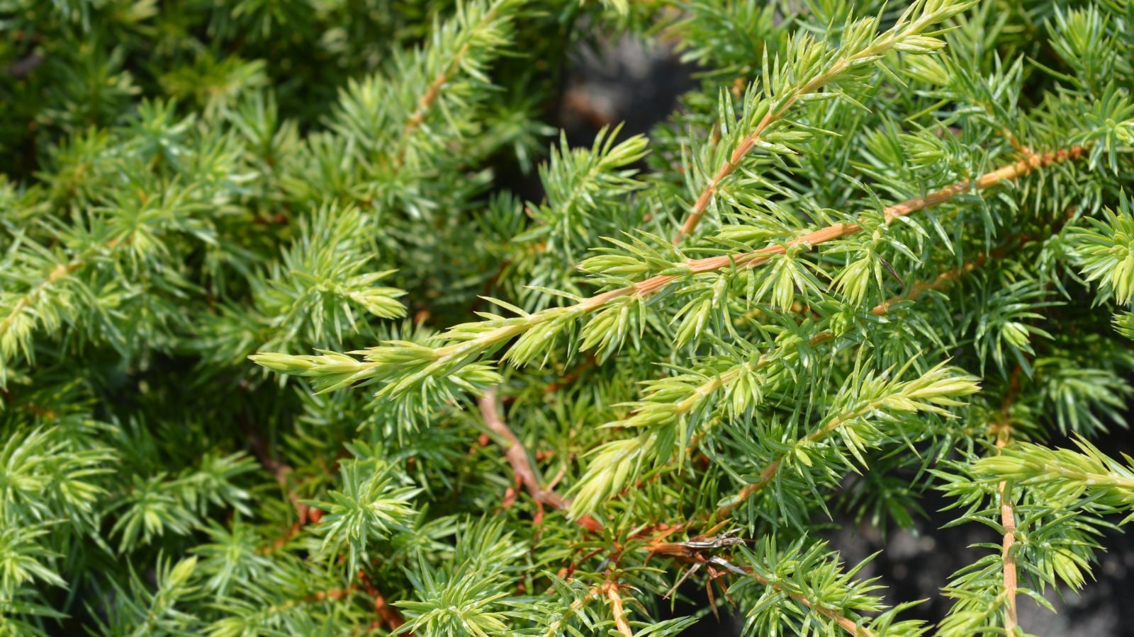 A close-up shot of a composition of green colored needle-like leaves of a plant, all situated in a well lit area outdoors