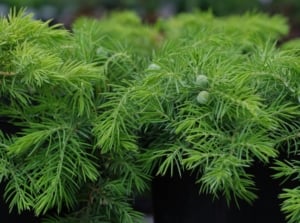 A close-up shot of a composition of vibrant green, needle-like foliage of the juniperus conferta