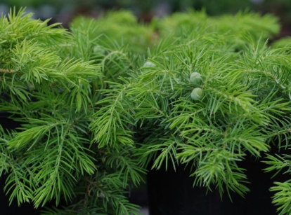 A close-up shot of a composition of vibrant green, needle-like foliage of the juniperus conferta