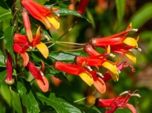 A close-up shot of a composition of vibrant red and yellow colored flowers alongside green leaves of the Lobelia Laxiflora