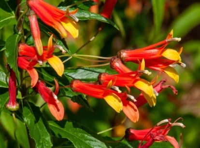 A close-up shot of a composition of vibrant red and yellow colored flowers alongside green leaves of the Lobelia Laxiflora