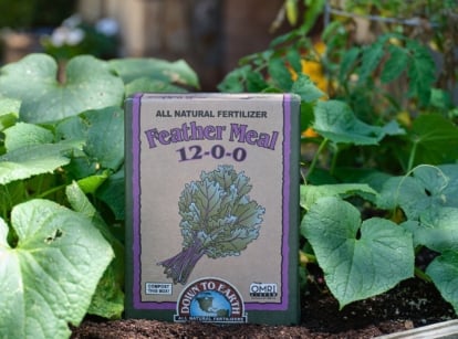A close-up shot of a container of a soil amendment placed alongside developing crops, showcasing the feather meal