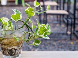 A close-up shot of a developing variegated houseplant, developing on a glass container, showcasing pothos in water