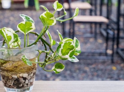 A close-up shot of a developing variegated houseplant, developing on a glass container, showcasing pothos in water