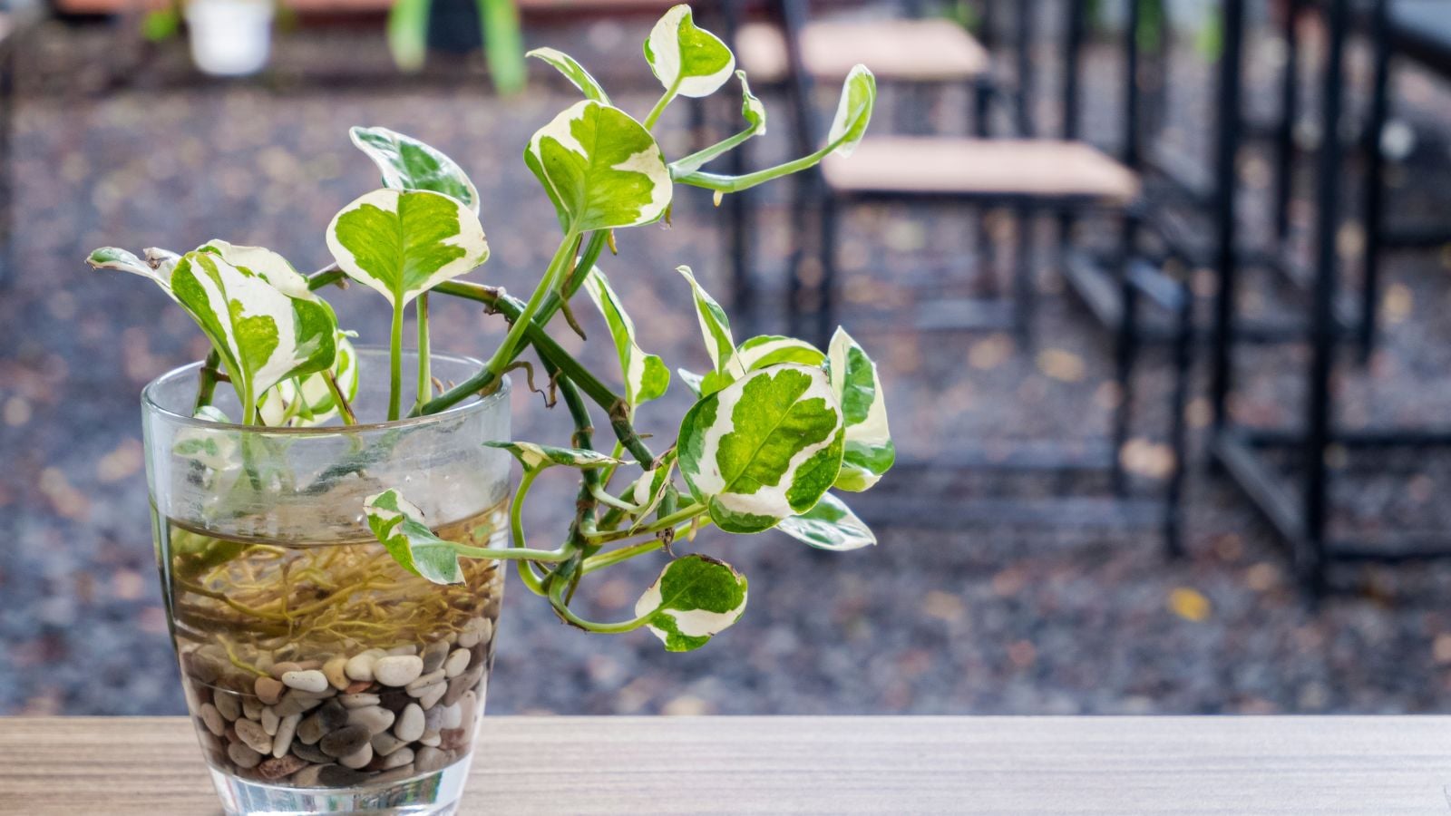 A close-up shot of a developing variegated houseplant, developing on a glass container, showcasing pothos in water