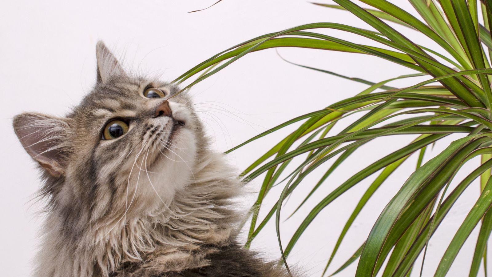 A close-up shot of a feline pet, inspecting a young houseplant, all situated in a well lit area indoors