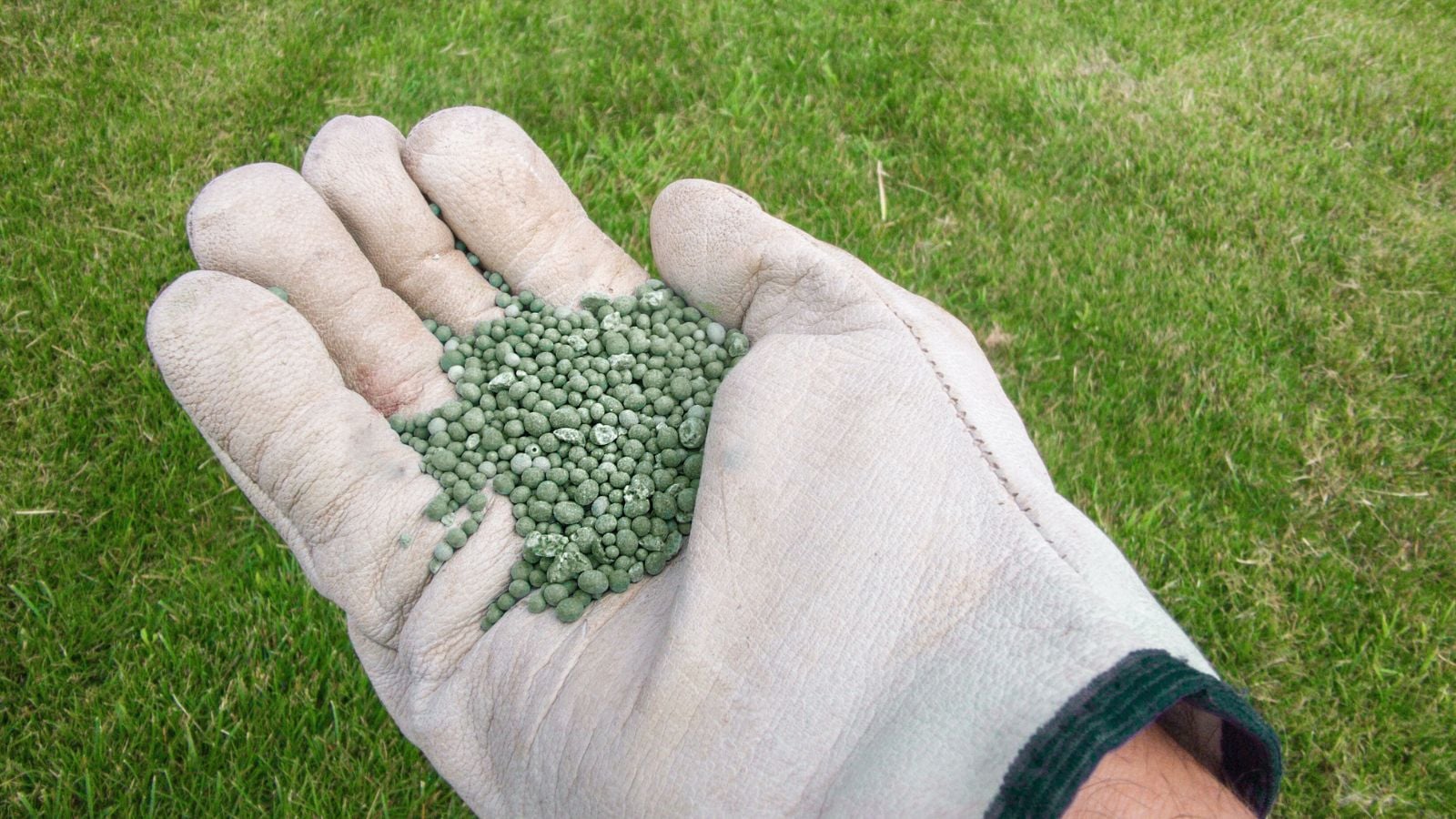 A close-up shot of a person wearing a white glove holding a small pile of green colored amendment, in a well lit area outdoors