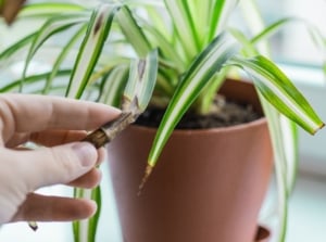 A close-up shot of a person's hand in the process of inspecting a houseplant, showcasing spider plant brown tips
