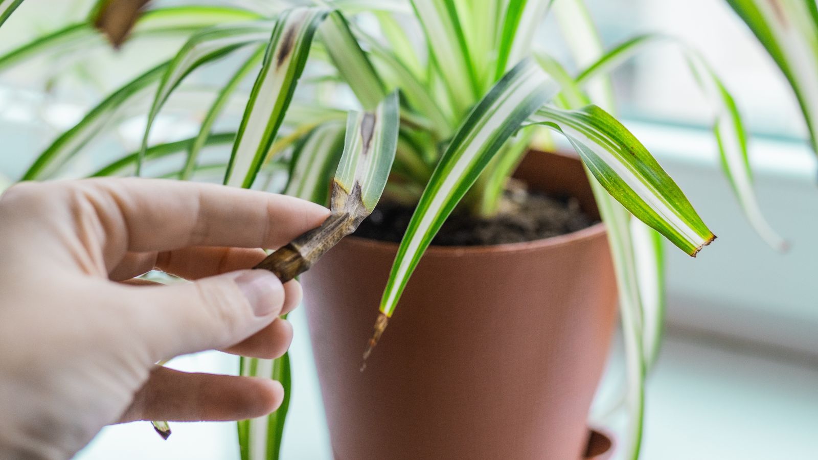 A close-up shot of a person's hand in the process of inspecting a houseplant, showcasing spider plant brown tips