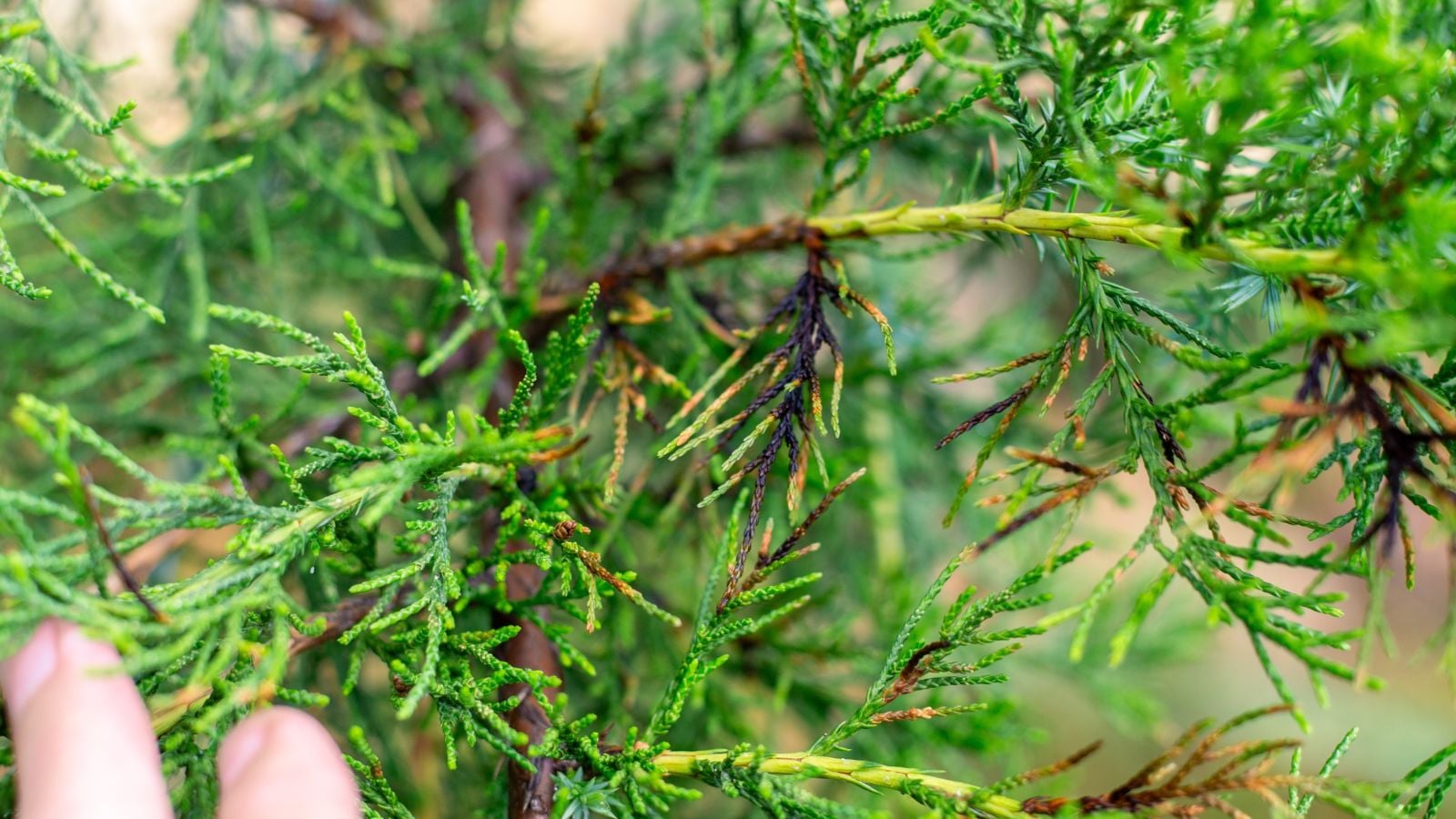 A close-up shot of green colored, diseased, needle-like foliage of a plant