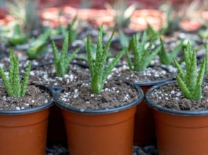 A close-up shot of several potted developing succulents, showcasing how to propagate aloe plants
