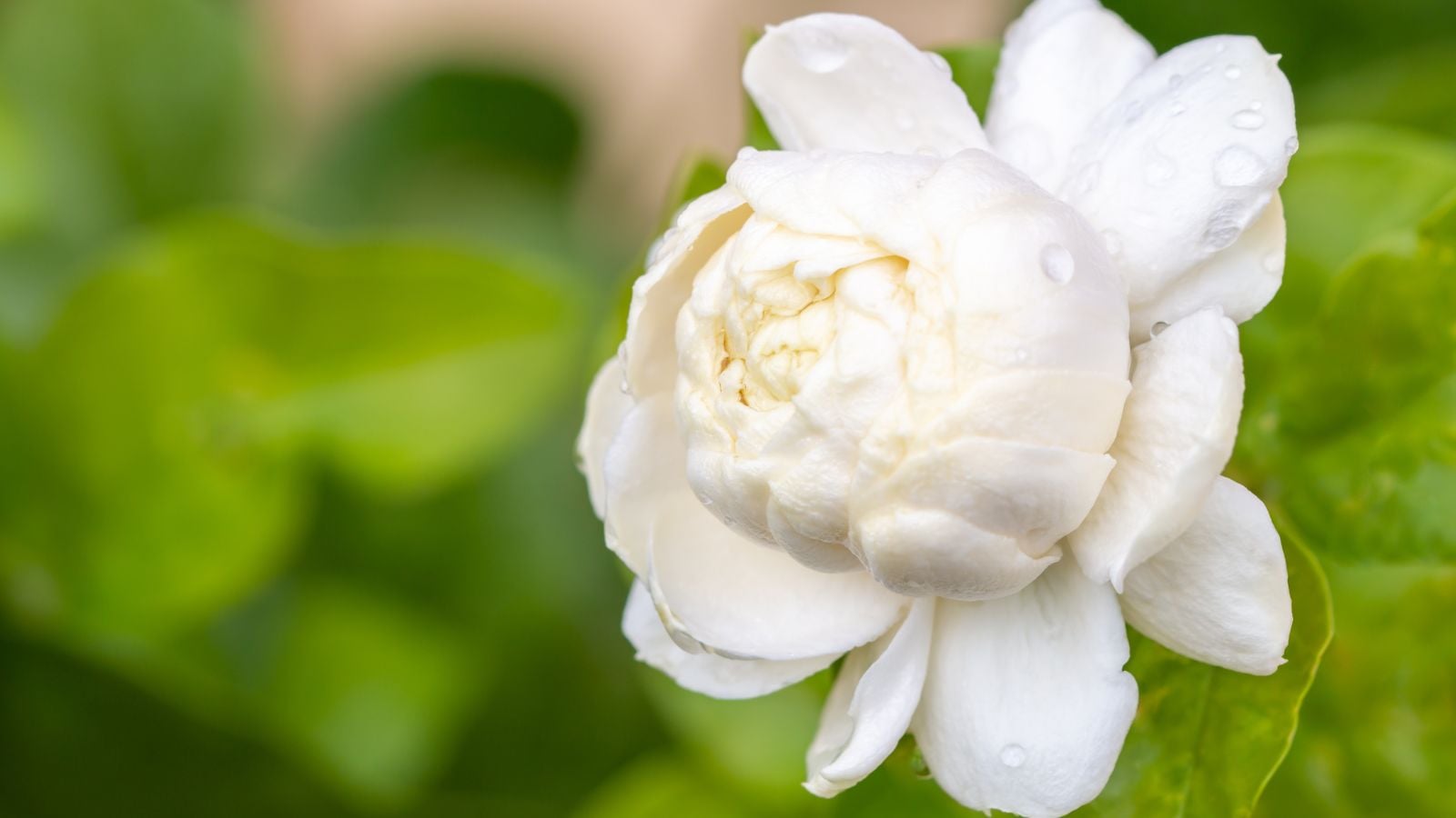 A macro shot of a Jasminum sambac bloom with damp petals, appearing white and covered in water droplets