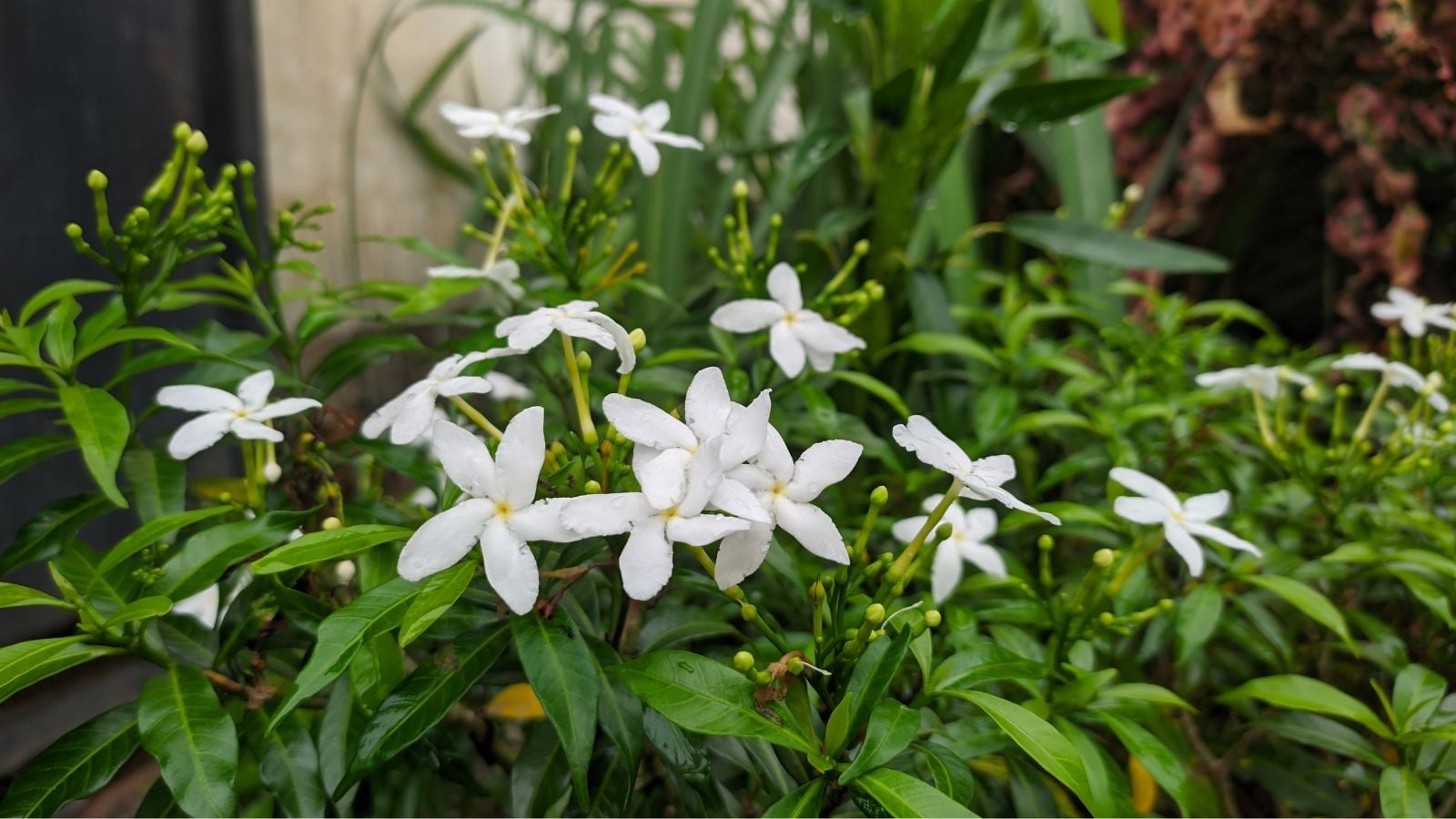 A shot of a Jasminum sambac shrub with white flowers with deep green leaves and stems placed somewhere with moderate sunlight