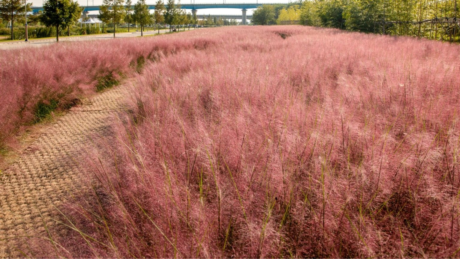 How to Plant, Grow, and Care for Muhlenbergia Capillaris