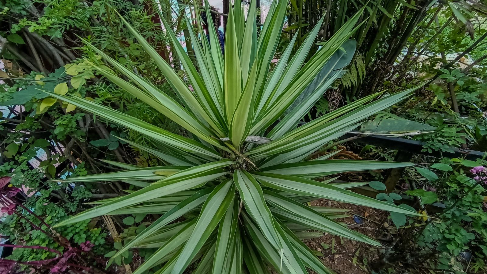 Yucca Aloifolia: How To Plant, Grow, and Care for Spanish Dagger