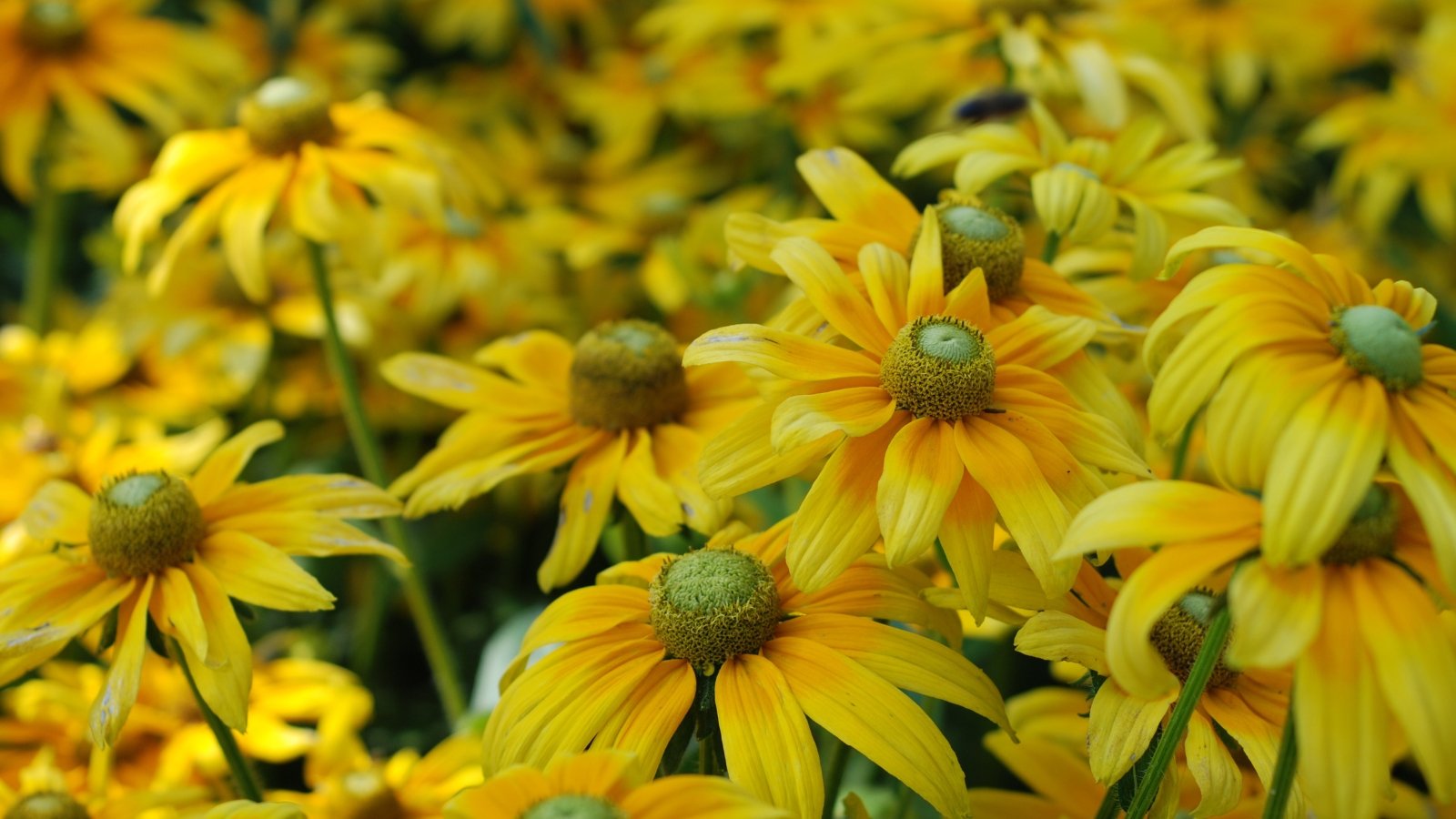 A detailed view of flowers with yellow, slightly ruffled petals and rounded, soft green centers.