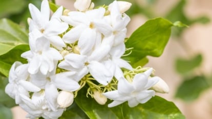 A closeup shot of white blooms clustered on a Jasminum sambac plant appearing dainty and soft against bright green foliage