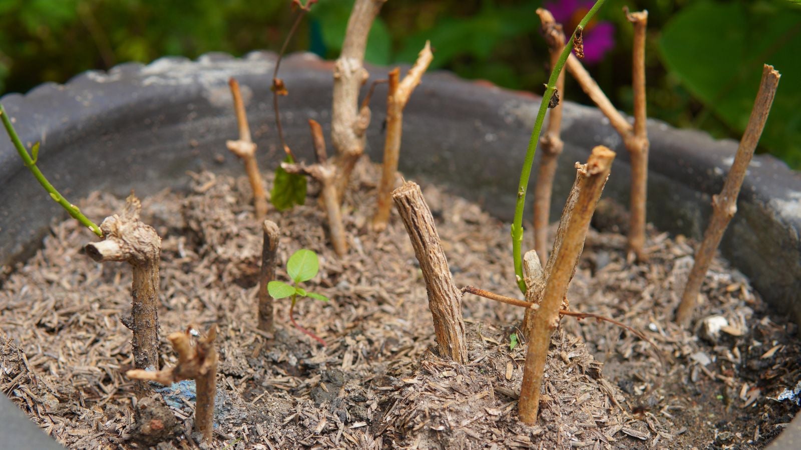 Multiple Jasminum sambac cuttings placed in soil, appearing brown and woody with some small green parts attached to the sticks