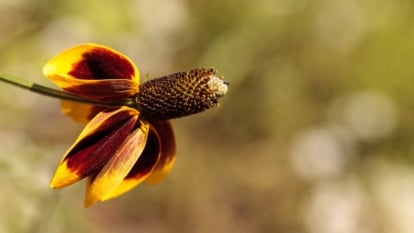 A small flower with vibrant yellow petals accented by deep red at the base, surrounding a brown, domed center.