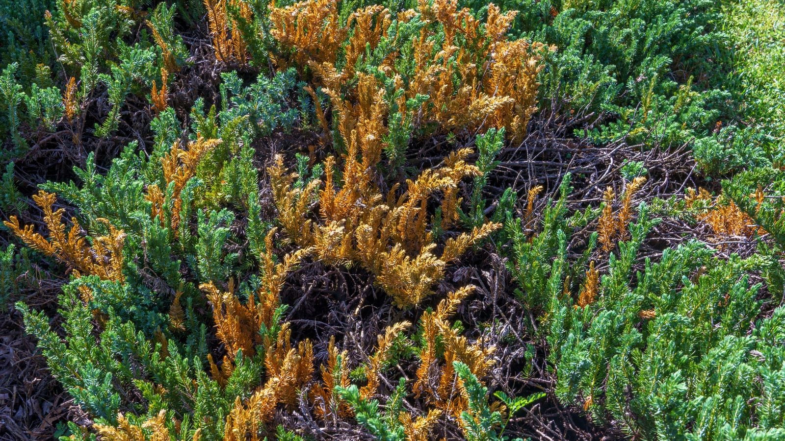 An overhead and close-up shot of a composition of variegated, needle-like leaves of the sunsplash variety of plants