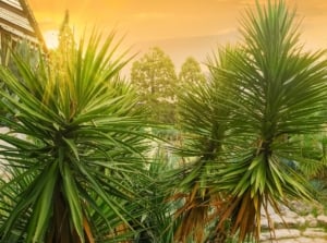 An area in the yard with strong and sturdy Yucca aloifolia plants appearing to have bright green leaves that are pointy and thin
