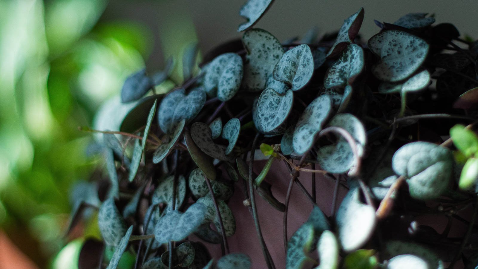 String of hearts in shade.