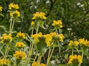 A close-up and base-angle shot of a large composition of tall green stems and yellow flowers of the phlomis fruticosa