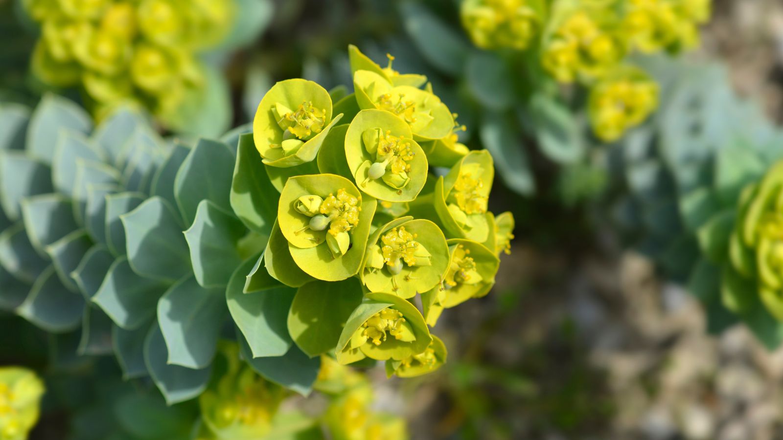 A close-up and focused shot of a cluster of yellow-green colored flowers alongside blue-green leaves, all situated in a well lit area