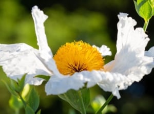 A close up shot of Romneya Coulteri, appearing to have lovely soft and white petals with a round yellow center under warm sunlight