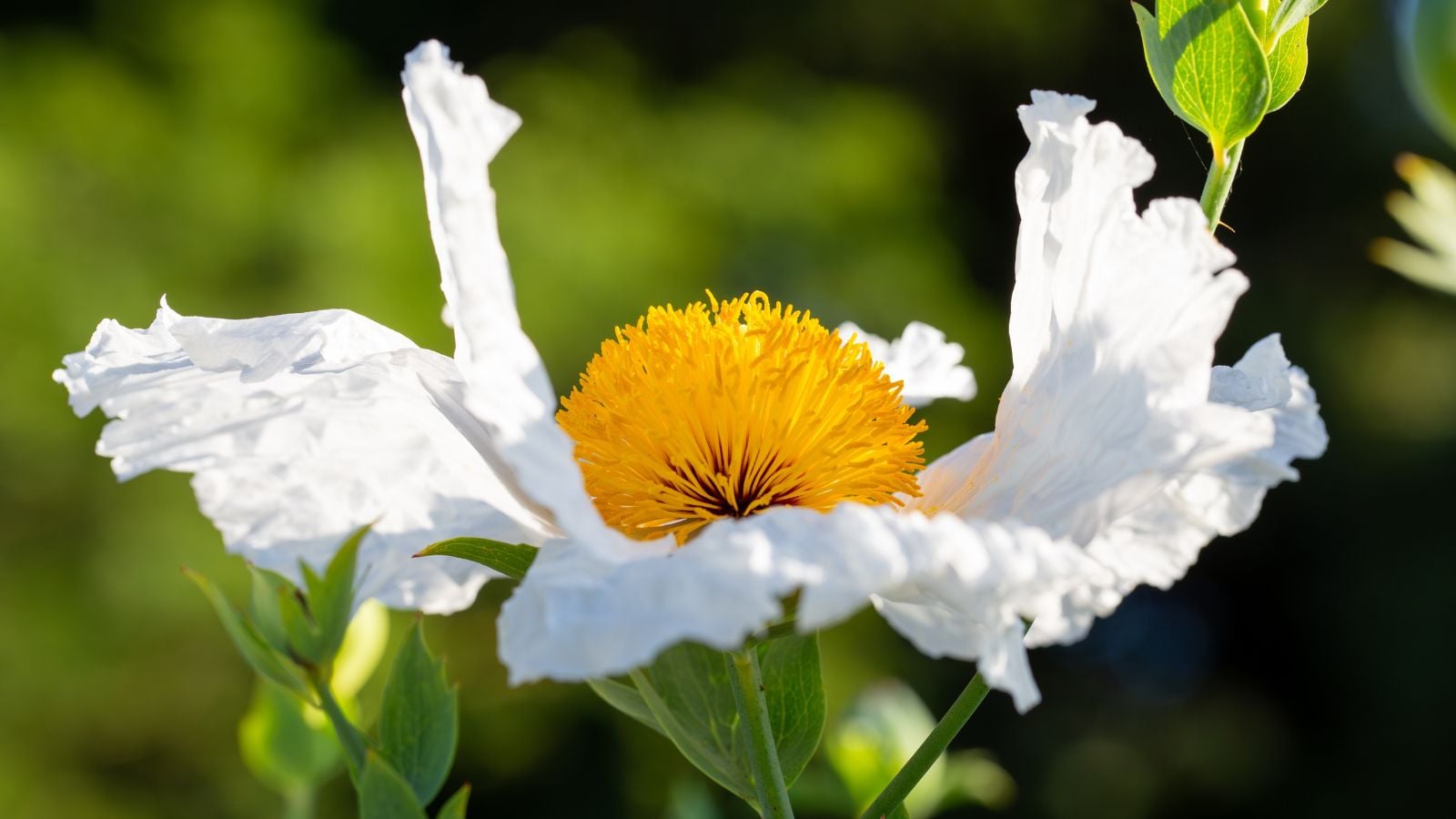 A close up shot of Romneya Coulteri, appearing to have lovely soft and white petals with a round yellow center under warm sunlight
