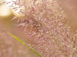 A close-up shot of a composition of purple colored ornamental grass called eragrostis spectabilis