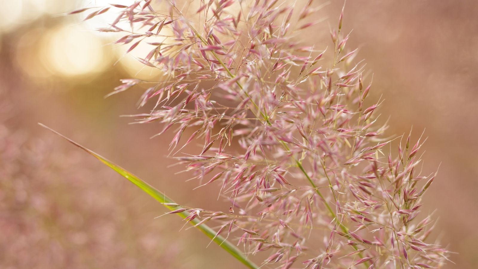 A close-up shot of a composition of purple colored ornamental grass called eragrostis spectabilis