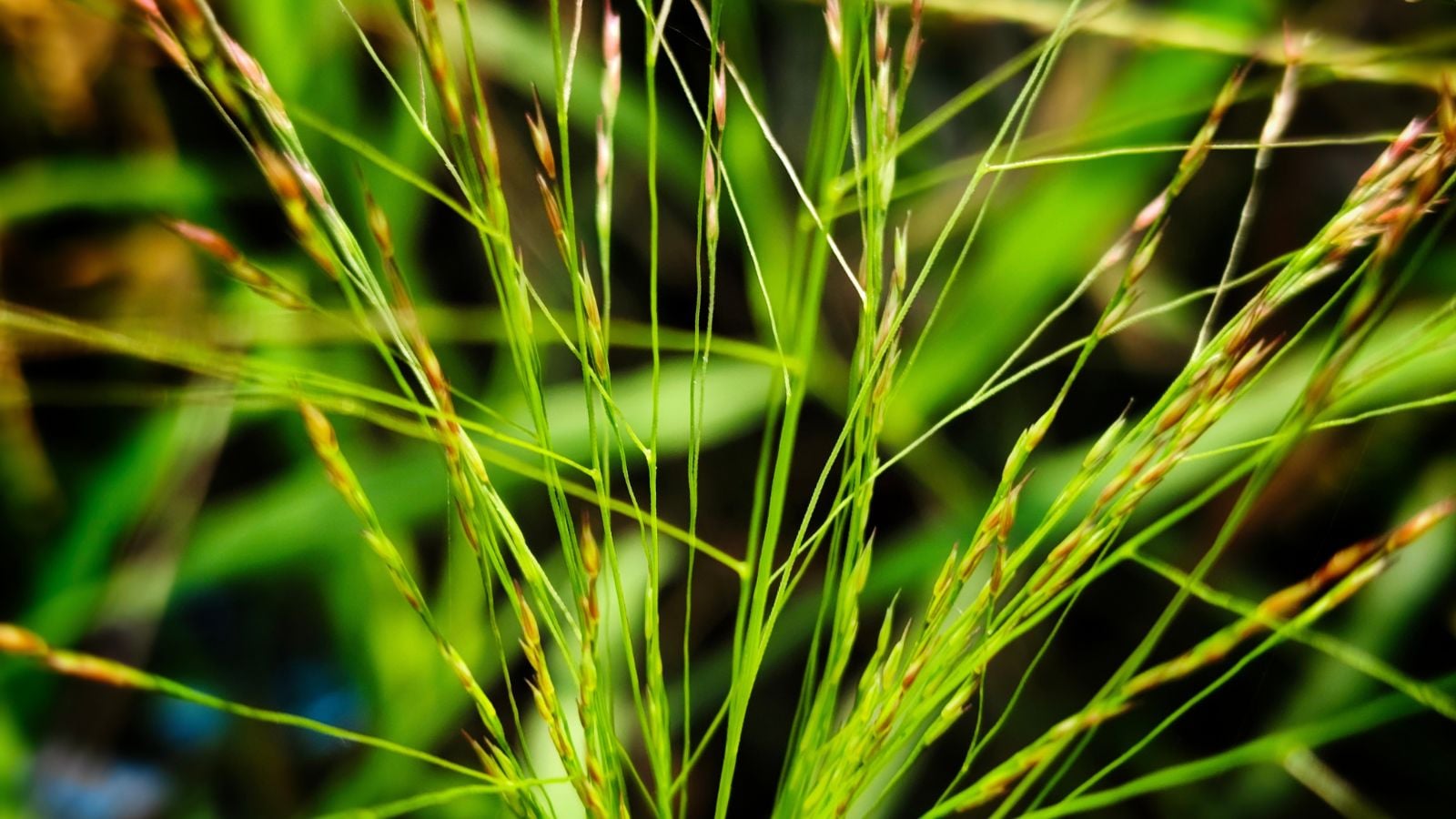 A close-up shot of a composition of tall grass blades alongside developing purple seed heads, placed in a well lit area outdoors