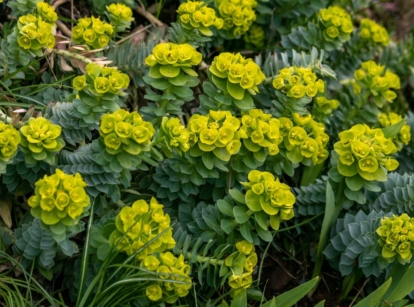 A close-up shot of a composition of vibrant lime-green colored flowers atop green stems adorned with leaves, showcasing the euphorbia myrsinites