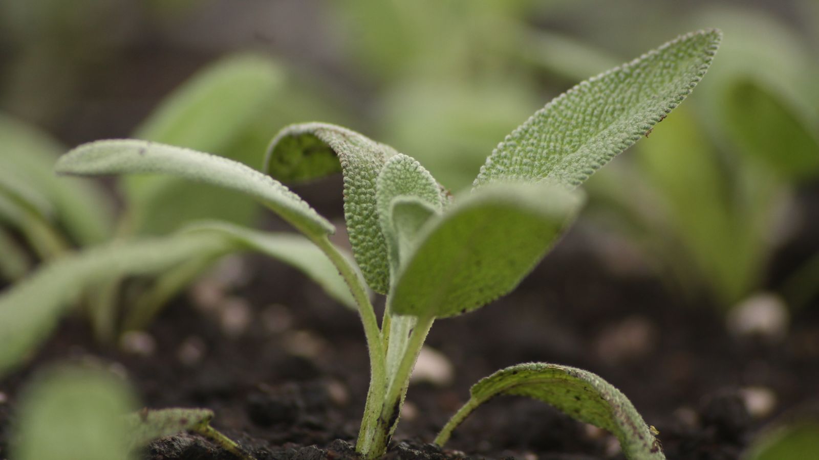 A close-up shot of a developing fuzzy seedling of the phlomis fruticosa
