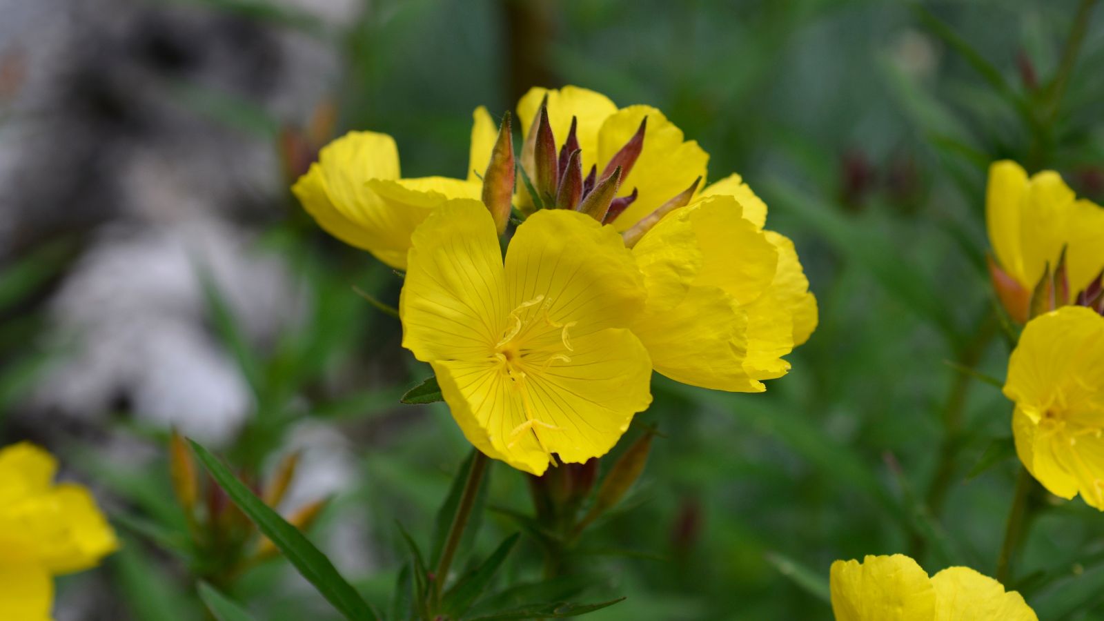 A close up shot of a flower cluster on a Oenothera fruticosa shrub, having soft yellow petals and sturdy green foliage